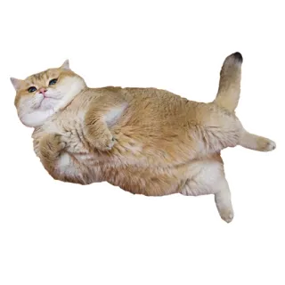 👐 cat, animal, cute, domestic animal, pet, feline telegram sticker