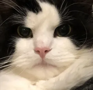 🐱 кошка, домашнее животное, животное, милый, кошачий, домашний, млекопитающее whatsapp sticker