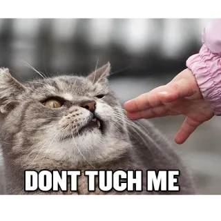 🤙 DONT TUCH ME gato, meme, divertido, animal, mascota, no tocar telegram sticker