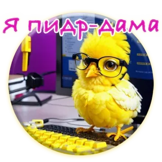 🕺 Я пидр-дама цыпленок, птица, очки, компьютер, офис, животное telegram sticker