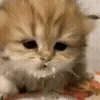🐱
