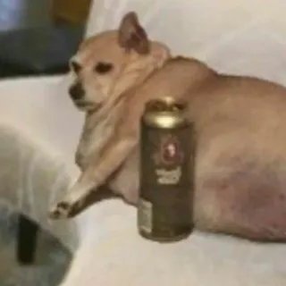 😔 perro, animal, chihuahua, lata, mascota, gracioso telegram sticker