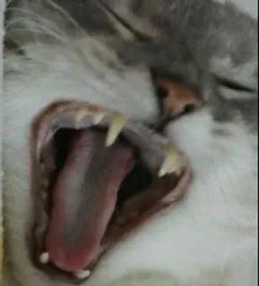🌟 kucing, menguap, binatang, kucing, hewan peliharaan, mulut, lidah telegram sticker
