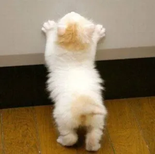 🎀 kitten, cat, cute, animal, pet, climbing whatsapp sticker