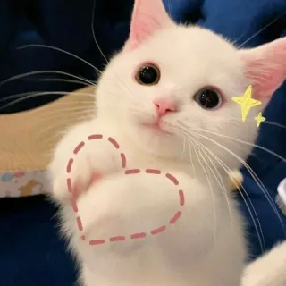 🫶 cat, kitten, heart, cute, animal, pet telegram sticker