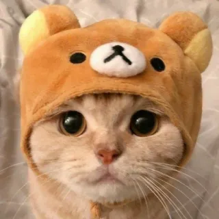 ✨ gato, gatinho, animal, fofo, animal de estimação, chapéu de urso telegram sticker