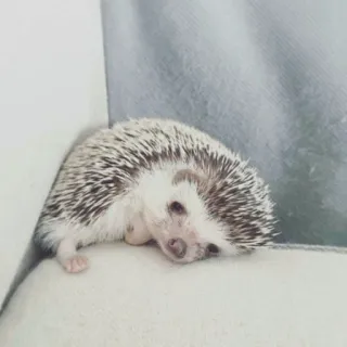 🦔 riccio, carino, animale, animale domestico, mammifero whatsapp sticker