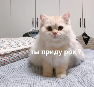 🙂 ты приду рок ? Katze, Haustier, süß, Tier, lustig telegram sticker