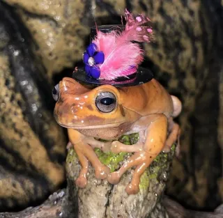 🤩 grenouille, animal, chapeau, rose, mignon, amphibien whatsapp sticker