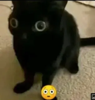 🤩 cat, black cat, eyes, emoji, shocked, scared whatsapp sticker