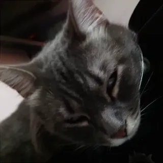 😪 gato, animal, animal de estimação, cinza, doméstico telegram sticker