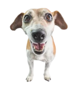 😃 собака, питомец, животное, милый, домашний, млекопитающее telegram sticker