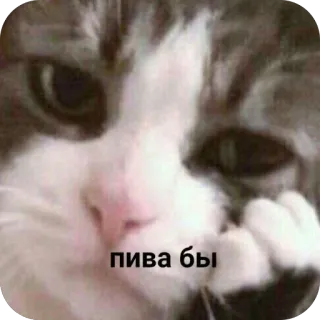 🫥 пива бы cat, meme, sad cat, beer, funny, thinking cat, mood telegram sticker