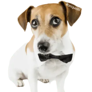😀 pies, muszka, zwierzę domowe, zwierzę, słodki, zwierzę domowe whatsapp sticker