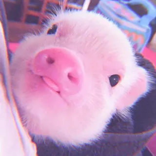 🐽 pig, cute, animal, pink, pet, farm telegram sticker