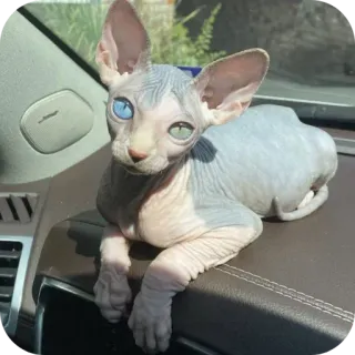🐱 スフィンクス猫, 猫, ペット, 動物, オッドアイ, 青い目, 緑の目 whatsapp sticker