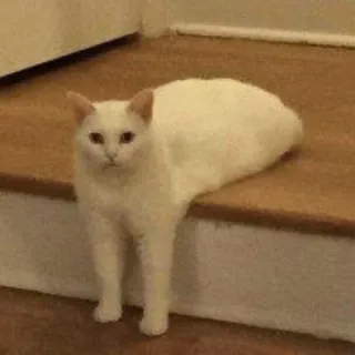 😶 cat, white cat, stairs, pet, animal telegram sticker