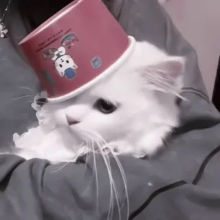 🐾 gato, animal, mascota, lindo, gato blanco, cubo, sombrero telegram sticker