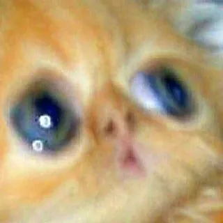 😳 cat, meme, funny, animal, eyes telegram sticker