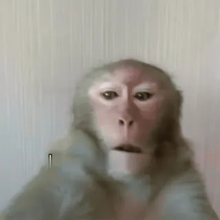 ✌ monkey, ape, animal, primate, wildlife, mammal telegram sticker