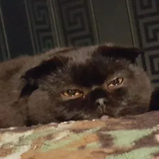 😑 Katze, schwarz, Haustier, Tier, süß telegram sticker