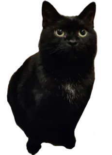 😲 kucing hitam, kucing, hewan peliharaan, hewan, kucing domestik whatsapp sticker