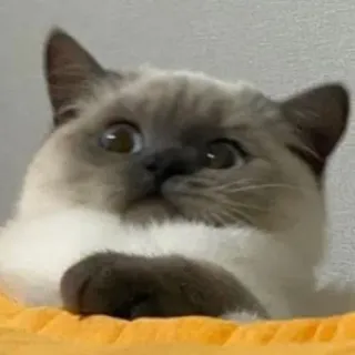 😳 gatto, carino, animale domestico, animale, gattino, gatto domestico telegram sticker