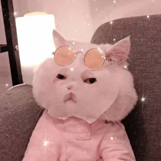 😎 кот, очки, милый, животное, питомец, розовый, солнцезащитные очки telegram sticker
