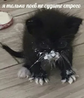 😜 я только поев не судите строго 小猫, 猫, 牛奶, 可爱, 动物 telegram sticker