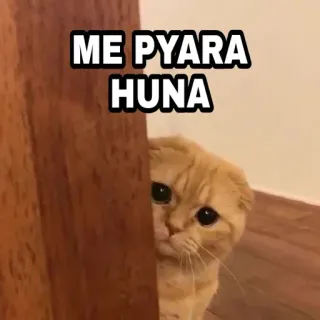 🍁 ME PYARA HUNA Katze, süß, niedlich, Haustier, Kätzchen, Tier telegram sticker