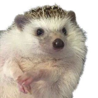 🤔 hedgehog, animal, cute, mammal, pet telegram sticker
