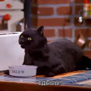 🍔 Salem Едыыы! cat, Salem, black cat, food, pet, funny telegram sticker