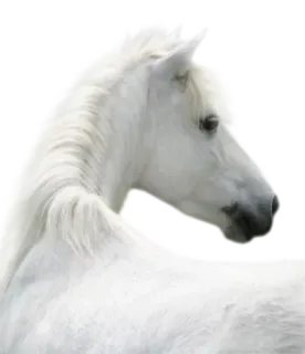 😏 лошадь, белый, животное, млекопитающее telegram sticker