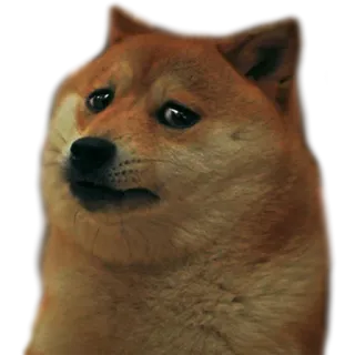 😞 Doge Hund, Meme, Shiba Inu, Traurig, Lustig, Haustier telegram sticker