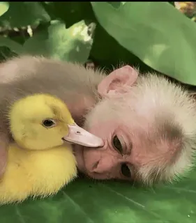 🤍 macaco, pato, animal, amizade, fofo, filhote, amarelo, natureza, vida selvagem telegram sticker