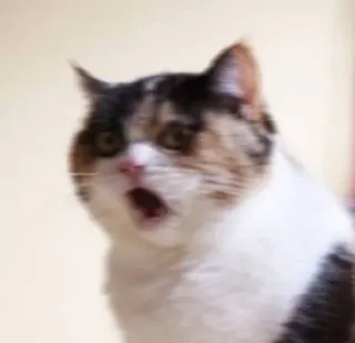 😠 cat, shocked, surprised, meme, funny, animal, pet whatsapp sticker