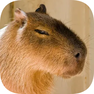 😑 telegram sticker