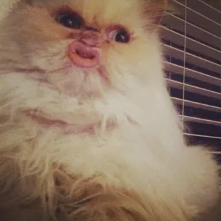 😖 Katze, lustig, Tier, Meme, Haustier, süß, Perserkatze, flauschig telegram sticker
