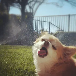 😛 Hund, Haustier, Chihuahua, Wasser, Gras, im Freien, spielen, abkühlen telegram sticker