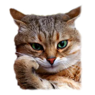 🤔 gato, gatito, animal, mascota, felino, lindo whatsapp sticker
