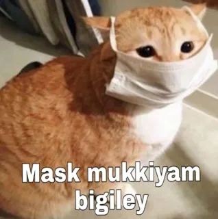 😷 Mask mukkiyam bigiley gato, máscara, covid-19, engraçado, meme, gato laranja tigrado telegram sticker
