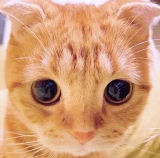 🙁 gato, gatinho, animal de estimação, animal, fofo, gato ruivo whatsapp sticker