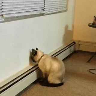 🤦‍♂️ 고양이, 벽, 애완동물, 샴, 동물 telegram sticker