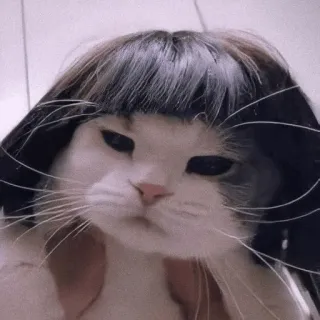 🍡 chat, perruque, drôle, animal, animal de compagnie, mème whatsapp sticker