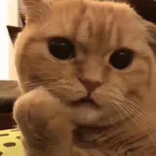 🧶 gato, lindo, animal, animal doméstico, mamífero, mascota whatsapp sticker