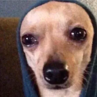 😥 Chihuahua, Hund, traurig, Meme, Welpe whatsapp sticker