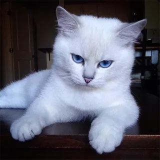 😒 gato, gato branco, olhos azuis, animal, animal doméstico, felino telegram sticker