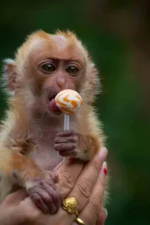 🐒 singe, sucette, animal, mignon, sucré, primate telegram sticker