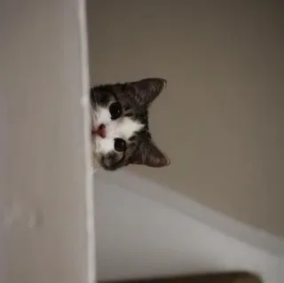 🪐 cat, kitten, animal, pet, cute, peeking, domestic cat telegram sticker