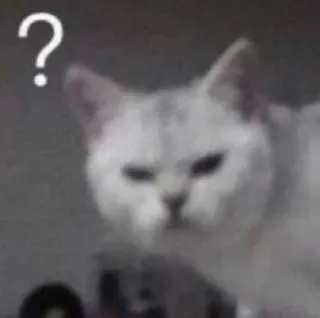 🌟 ? gato, ponto de interrogação, confuso, meme telegram sticker